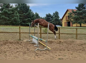 Caballo de Holstein, Semental, 1 año, Castaño rojizo