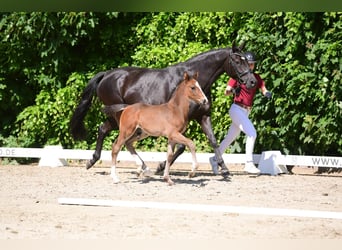 Caballo de Holstein, Semental, 1 año, Morcillo