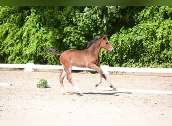 Caballo de Holstein, Semental, 1 año, Morcillo