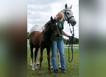 Caballo de Holstein, Semental, 1 año, Musgo