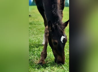 Caballo de Holstein, Semental, 1 año, Musgo