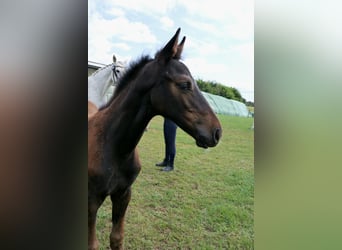 Caballo de Holstein, Semental, 1 año, Musgo