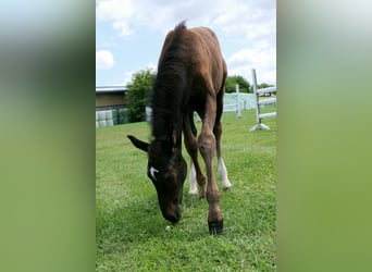 Caballo de Holstein, Semental, 1 año, Musgo