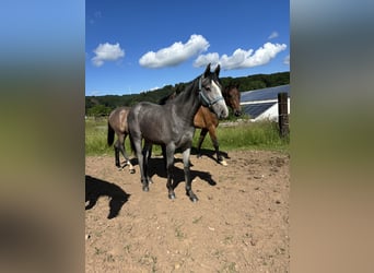 Caballo de Holstein, Semental, 1 año, Tordillo negro