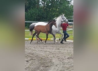 Caballo de Holstein, Semental, 1 año, Tordo