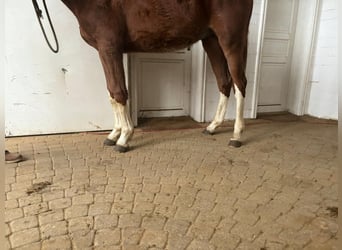 Caballo de Holstein, Semental, 2 años, 154 cm, Alazán