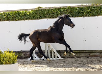 Caballo de Holstein, Semental, 2 años, 155 cm, Castaño oscuro