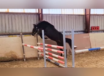 Caballo de Holstein, Semental, 2 años, 165 cm, Castaño