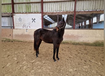 Caballo de Holstein, Semental, 2 años, 165 cm, Castaño