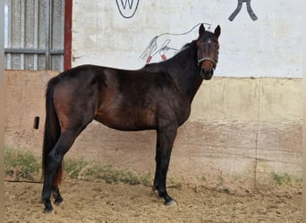 Caballo de Holstein, Semental, 2 años, 165 cm, Castaño