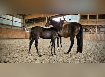 Caballo de Holstein, Semental, 2 años, 165 cm, Morcillo