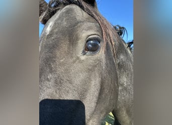 Caballo de Holstein, Semental, 2 años, 165 cm, Morcillo