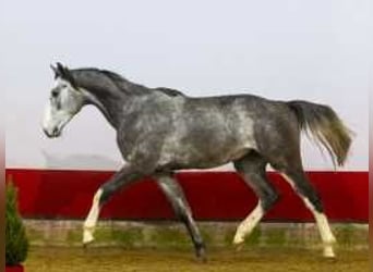 Caballo de Holstein, Semental, 2 años, 165 cm, Tordillo negro