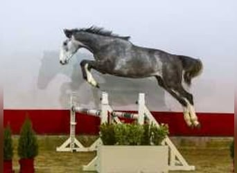 Caballo de Holstein, Semental, 2 años, 165 cm, Tordillo negro