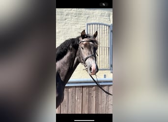 Caballo de Holstein, Semental, 2 años, 167 cm, Tordillo negro