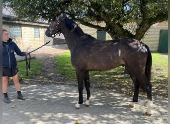 Caballo de Holstein, Semental, 2 años, 167 cm, Tordillo negro