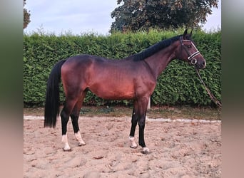 Caballo de Holstein, Semental, 2 años, 168 cm, Castaño