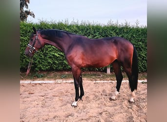 Caballo de Holstein, Semental, 2 años, 168 cm, Castaño