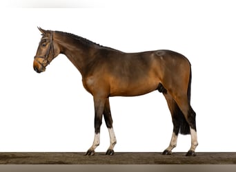 Caballo de Holstein, Semental, 2 años, 168 cm, Castaño oscuro