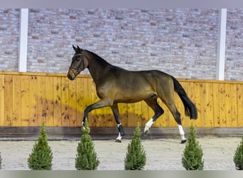 Caballo de Holstein, Semental, 2 años, 168 cm, Castaño oscuro