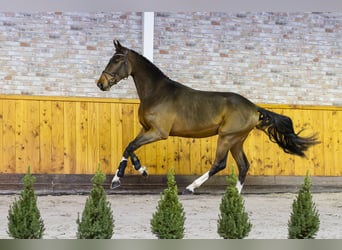 Caballo de Holstein, Semental, 2 años, 168 cm, Castaño oscuro