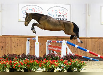 Caballo de Holstein, Semental, 2 años, 168 cm, Castaño oscuro