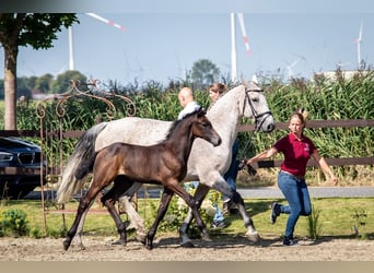 Caballo de Holstein, Semental, 2 años, 168 cm, Tordo