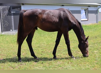 Caballo de Holstein, Semental, 2 años, 170 cm, Castaño oscuro