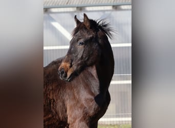 Caballo de Holstein, Semental, 2 años, 170 cm, Castaño oscuro
