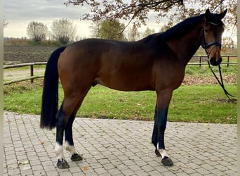 Caballo de Holstein, Semental, 2 años, 172 cm, Castaño