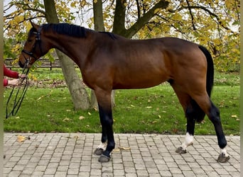 Caballo de Holstein, Semental, 2 años, 172 cm, Castaño