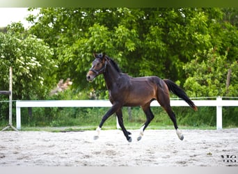 Caballo de Holstein, Semental, 2 años, 175 cm, Morcillo