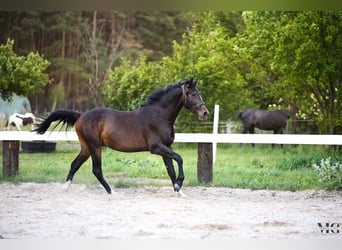 Caballo de Holstein, Semental, 2 años, 175 cm, Morcillo
