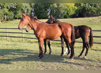 Caballo de Holstein, Semental, 2 años, Castaño