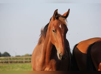 Caballo de Holstein, Semental, 2 años, Castaño