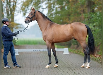 Caballo de Holstein, Semental, 2 años, Castaño