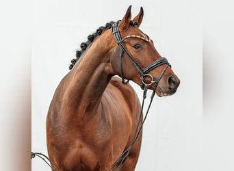 Caballo de Holstein, Semental, 2 años, Castaño