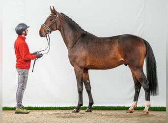 Caballo de Holstein, Semental, 2 años, Castaño