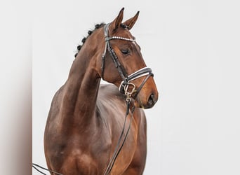 Caballo de Holstein, Semental, 2 años, Castaño