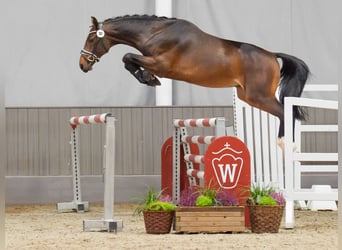 Caballo de Holstein, Semental, 2 años, Castaño