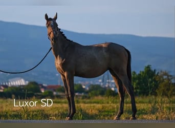 Caballo de Holstein, Semental, 2 años, Tordo