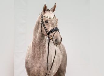 Caballo de Holstein, Semental, 2 años, Tordo