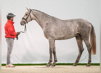 Caballo de Holstein, Semental, 2 años, Tordo