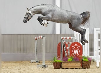 Caballo de Holstein, Semental, 2 años, Tordo