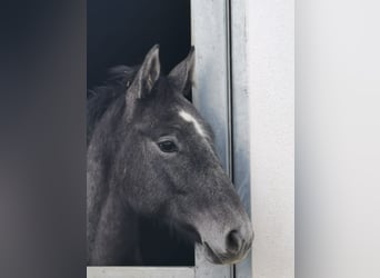 Caballo de Holstein, Semental, 2 años, Tordo