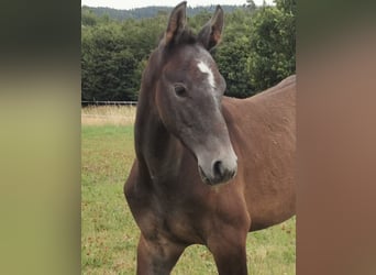 Caballo de Holstein, Semental, 2 años, Tordo