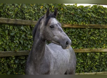 Caballo de Holstein, Semental, 3 años, 159 cm, Tordo