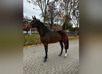 Caballo de Holstein, Semental, 3 años, 165 cm