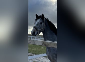 Caballo de Holstein, Semental, 3 años, 165 cm, Tordo