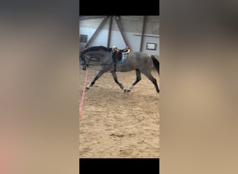 Caballo de Holstein, Semental, 3 años, 165 cm, Tordo